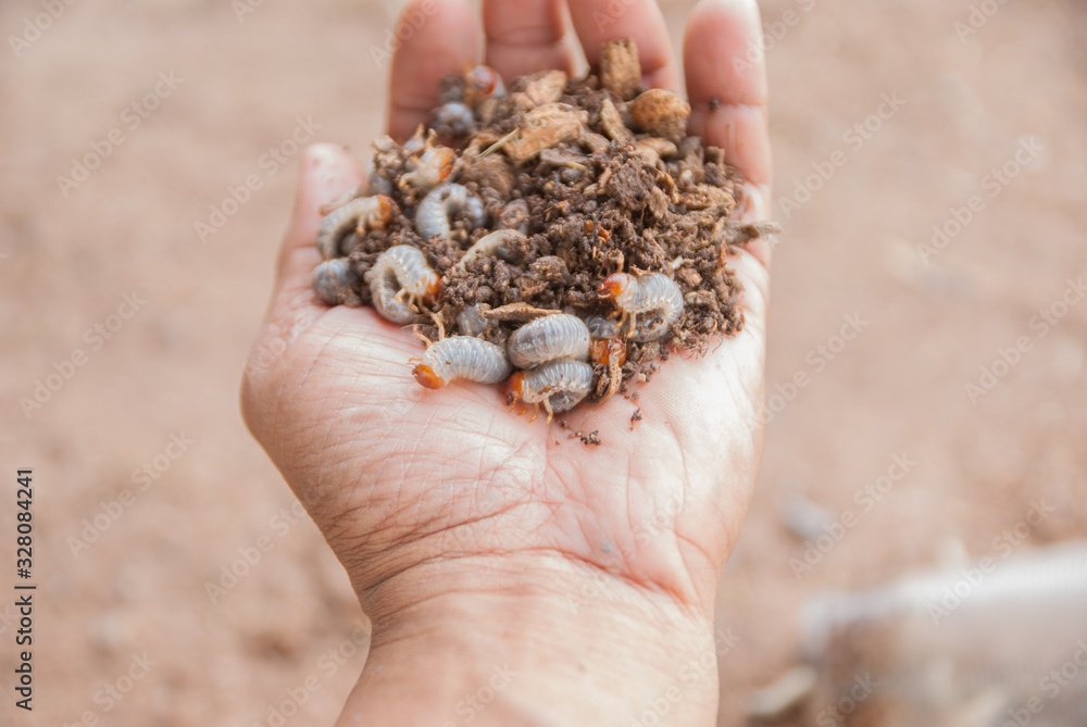 Caterpillar, Caterpillar from Thailand country Stock Photo Adobe Stock