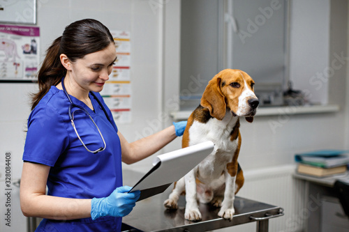 A woman veterinarian examines a beagle slbaka in a veterinary clinic. Beagle dog sitting on a veterinary table on examination photo