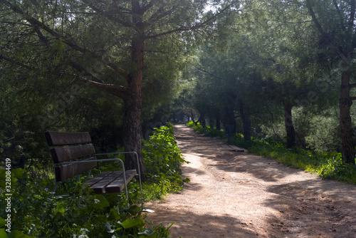 Bench next to path on woods