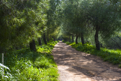 Long path on woods on sunny day