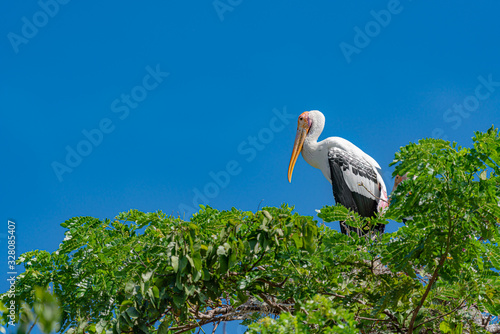 Painted stork (Mycteria leucocephala) standing still on treetop with blue sky background.