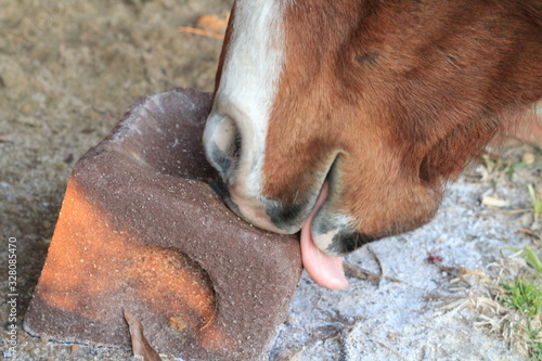 Konstfotografi Selective Focus Closeup of a horse's mouth and tongue licking a salt mineral blo