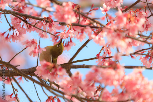 spring sakura mejiro