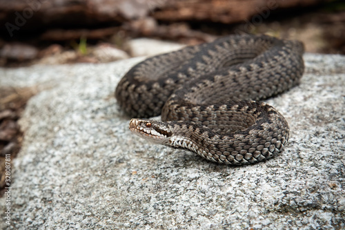 Quadro su tela Poisonous common viper, vipera berus, lying on a stone in spring
