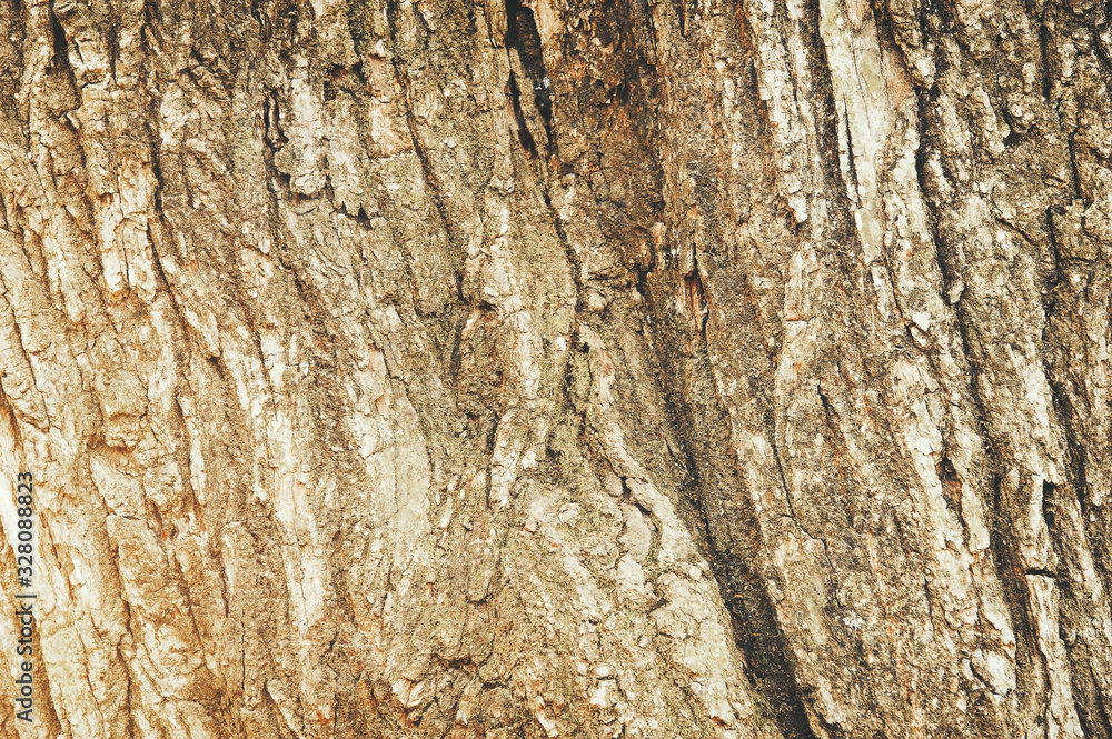 Peel wood heating I do not feel harsh, Detailed texture of a tree trunk, nature stock image. Peel wood heating I do not feel harsh, Detailed texture of a tree trunk, nature stock image.