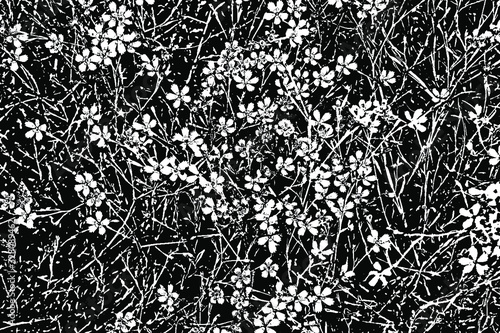 Black and white background of flowering plants maiden pink, Dianthus deltoides. White flowers, leaves and stems on a black background. Vector illustration