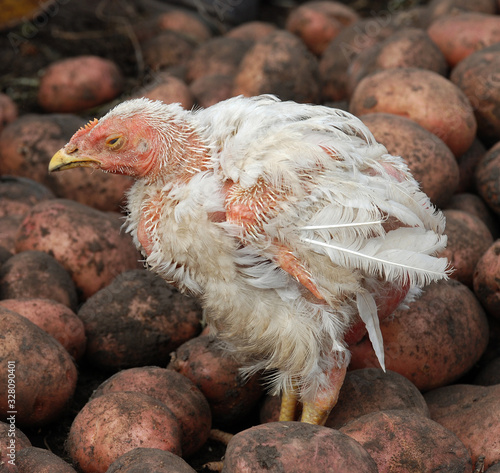 Little sick chick among potatoes.