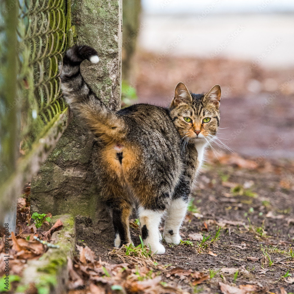 Tabby Cat looks back from walking on old road. Tabby Cat looks back from walking on old road.