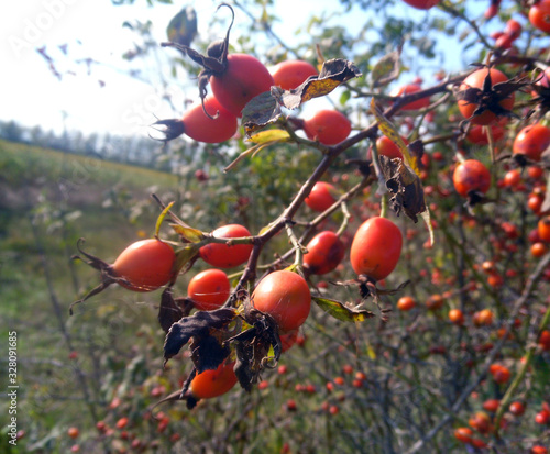 Red wild rose fruits in autumn