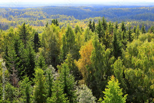 Forest landscape.