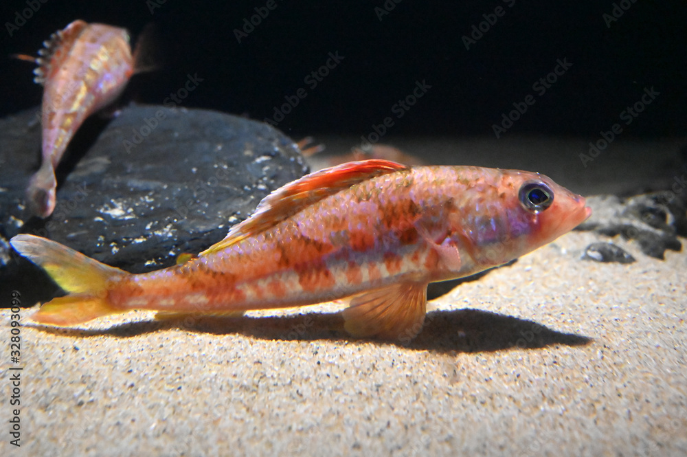 水底で休むとても美しい魚 カナガシラ Stock Photo Adobe Stock 水底で休むとても美しい魚 カナガシラ Stock Photo Adobe Stock