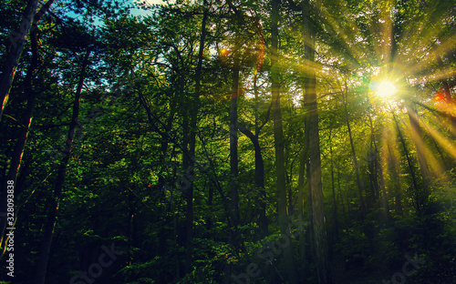 Fototapeta Naklejka Na Ścianę i Meble -  sun rays in green forest