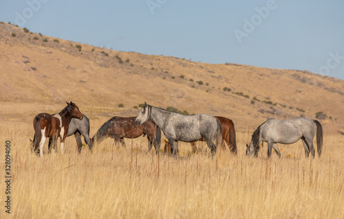 Wild Horses in the Utah Desert in Autumn