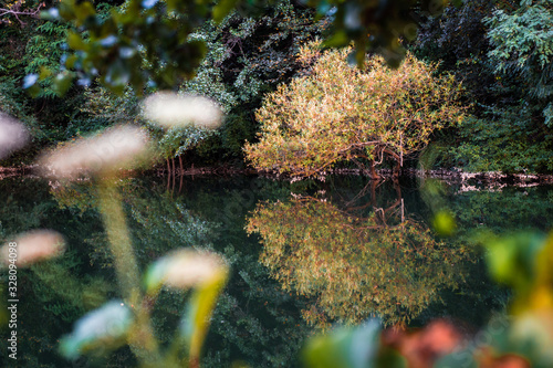 Fototapeta Naklejka Na Ścianę i Meble -  Beautiful nature scenery with yellow tree reflecting in the clean river water