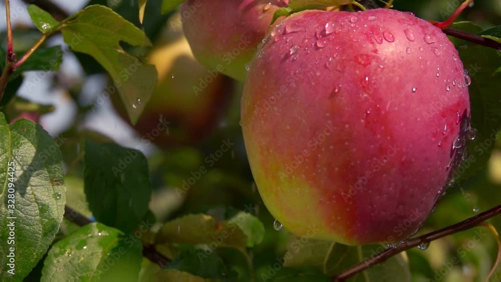 Close up of a raindrops falling on the large ripe red apple on the branch on the background of greenery Close up of a raindrops falling on the large ripe red apple on the branch on the background of greenery