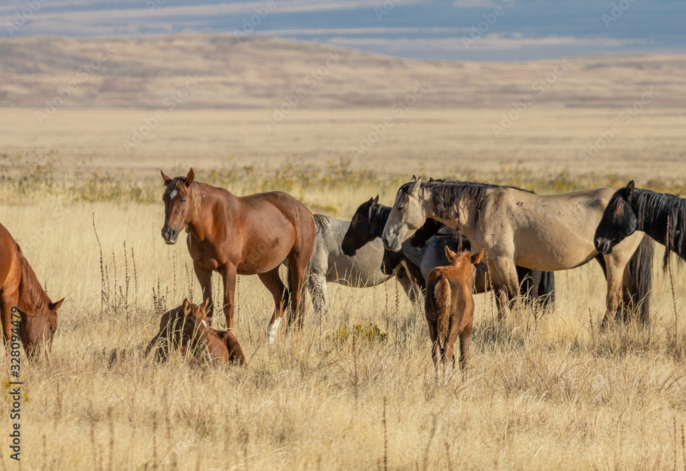 Wild Horses in the Utah Desert in Autumn Wild Horses in the Utah Desert in Autumn