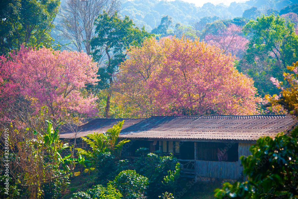 Obraz premium Beautiful Wild Himalayan Cherry cherry blossoms, pink flowers and blooming in the winter, flower festival at Khun Chang Khian Highland Research Station, ChiangMai