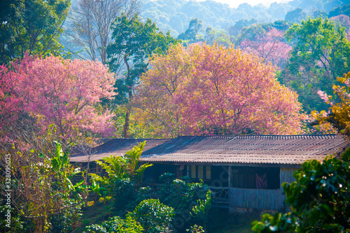 Beautiful Wild Himalayan Cherry cherry blossoms, pink flowers and blooming in the winter, flower festival at Khun Chang Khian Highland Research Station, ChiangMai photo