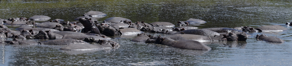 Fototapeta premium Nilpferde