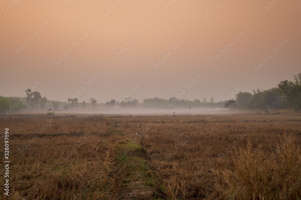 Fototapeta premium Foggy rice field in winter season before sunrise. Winter morning.