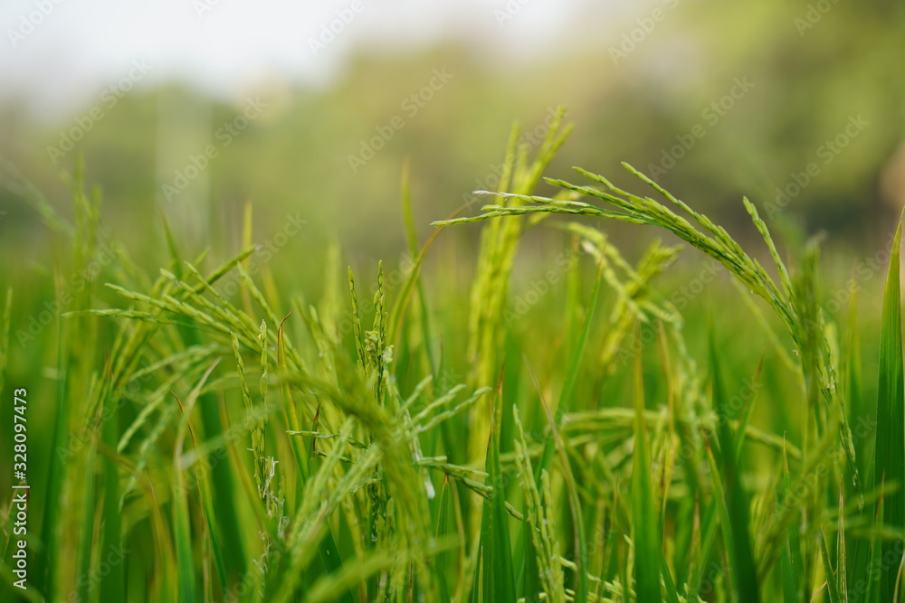 Fototapeta premium field of wheat