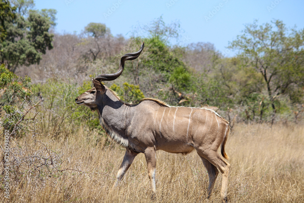 A group of kudu standing on top of a dry grass field A group of kudu standing on top of a dry grass field
