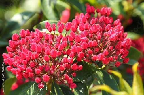 Kalmia latifolia. photo