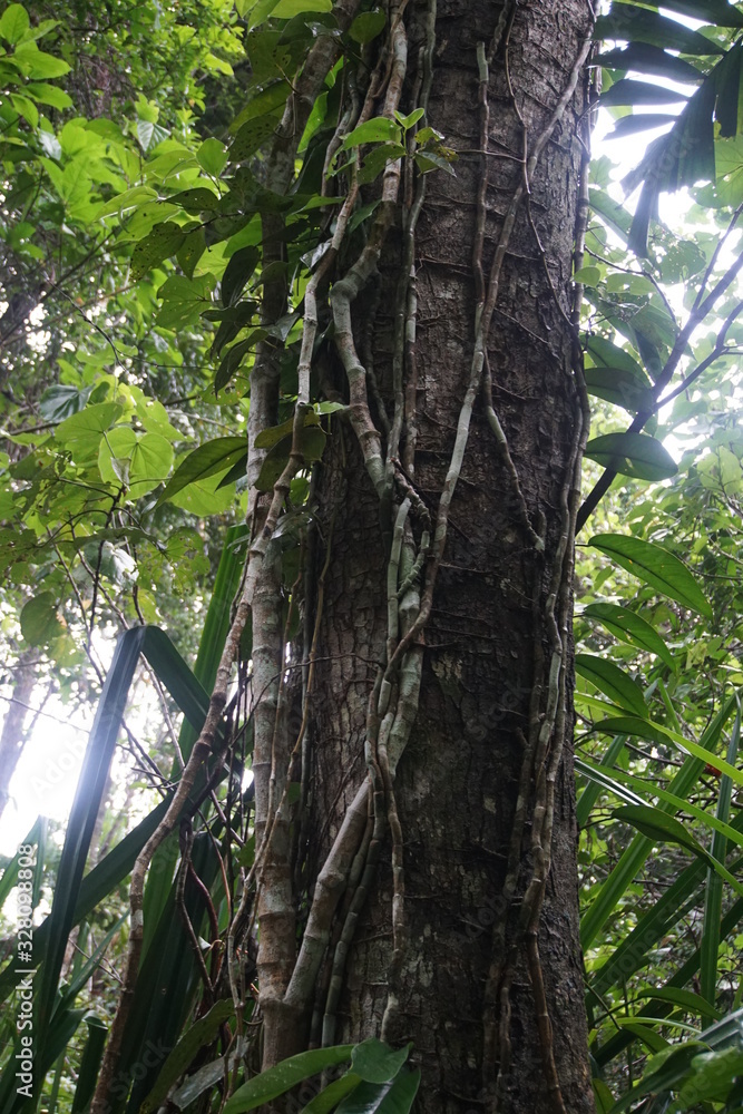 Obraz premium Mangrove forest, Dubuji Walk Australia