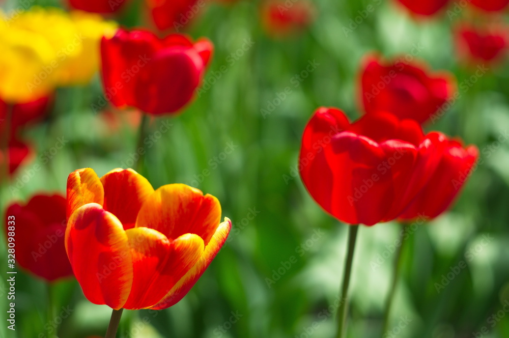 Blooming tulips. Bokeh blur in the background. Spring. Wallpaper for screensavers.