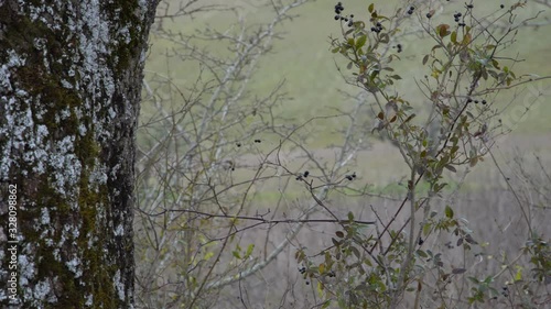 4K Woodland On A Windy Day