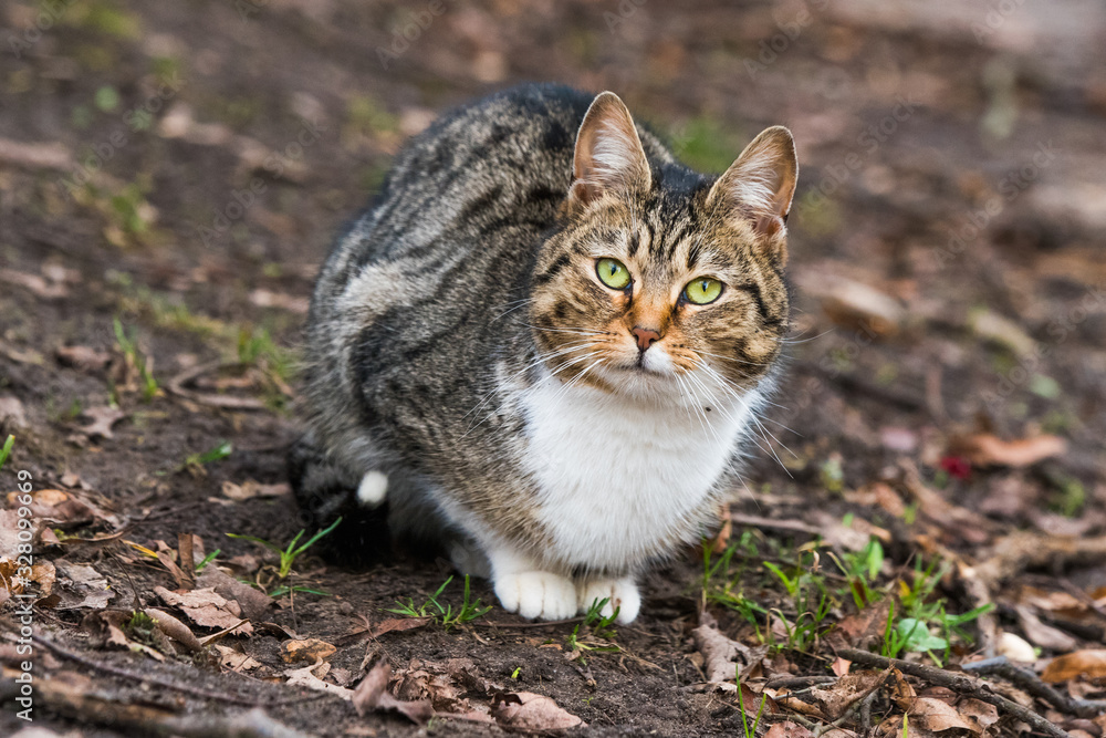 Spring March tabby cat portrait on dry leaves Spring March tabby cat portrait on dry leaves