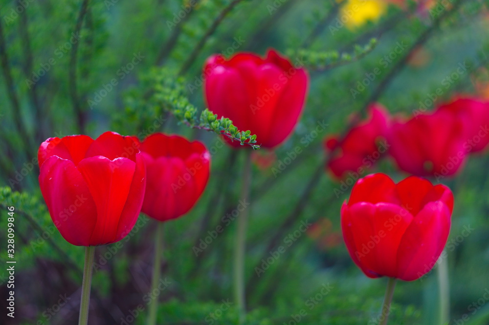 Blooming tulips. Bokeh blur in the background. Spring. Wallpaper for screensavers. Blooming tulips. Bokeh blur in the background. Spring. Wallpaper for screensavers.