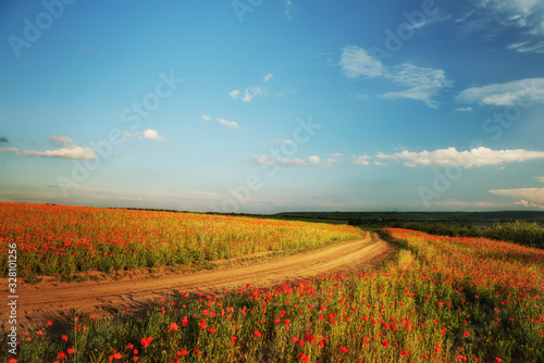 A dirt road among hilly fields with blooming flowers of red poppies. Beautiful suburban splendid view of fields with flowers of scarlet poppies.