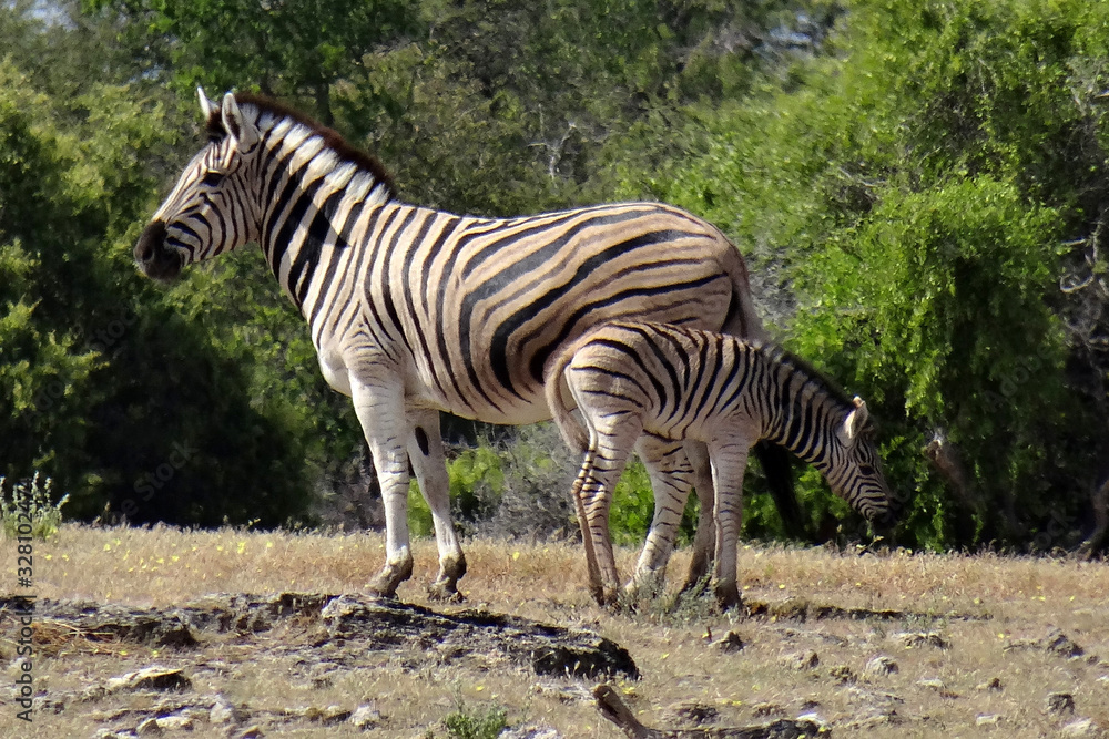 Obraz premium Equus quagga burchellii