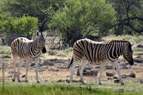 Equus quagga burchellii