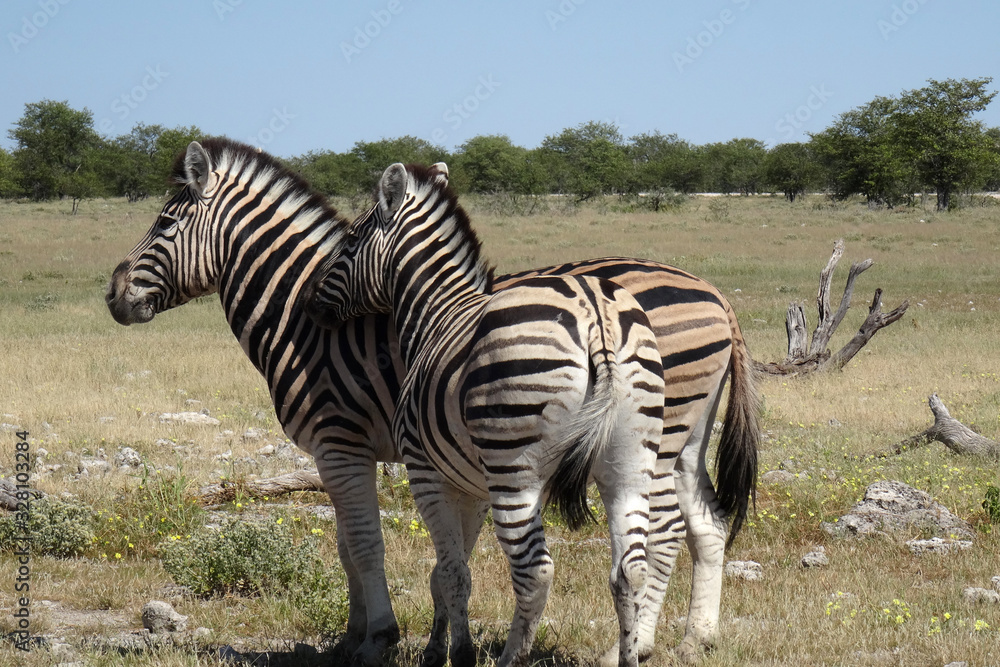 Obraz premium Equus quagga burchellii