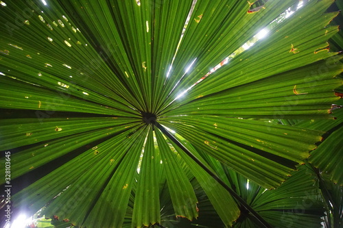 Tropical leaves, Dubuji Walk, Cape Tribulation photo