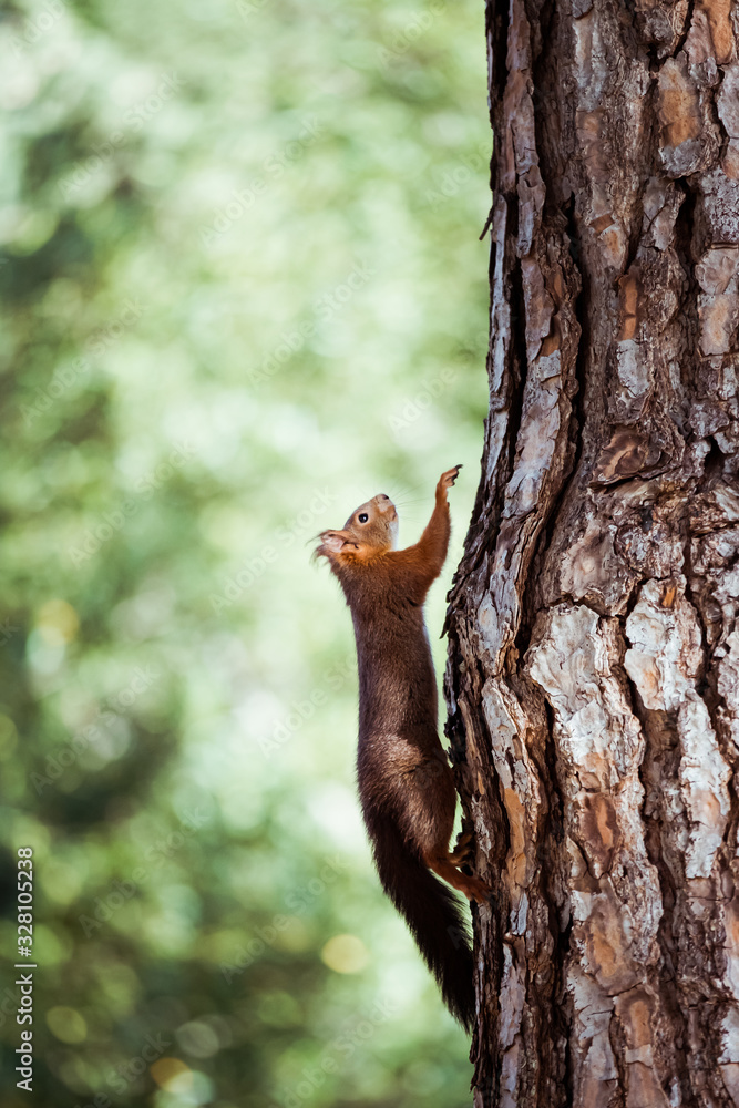 Obraz premium Ecureuil roux en train de grimper à un pin