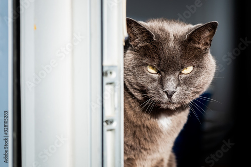 Chat de race chartreux gris au bord d'une fenêtre © PicsArt