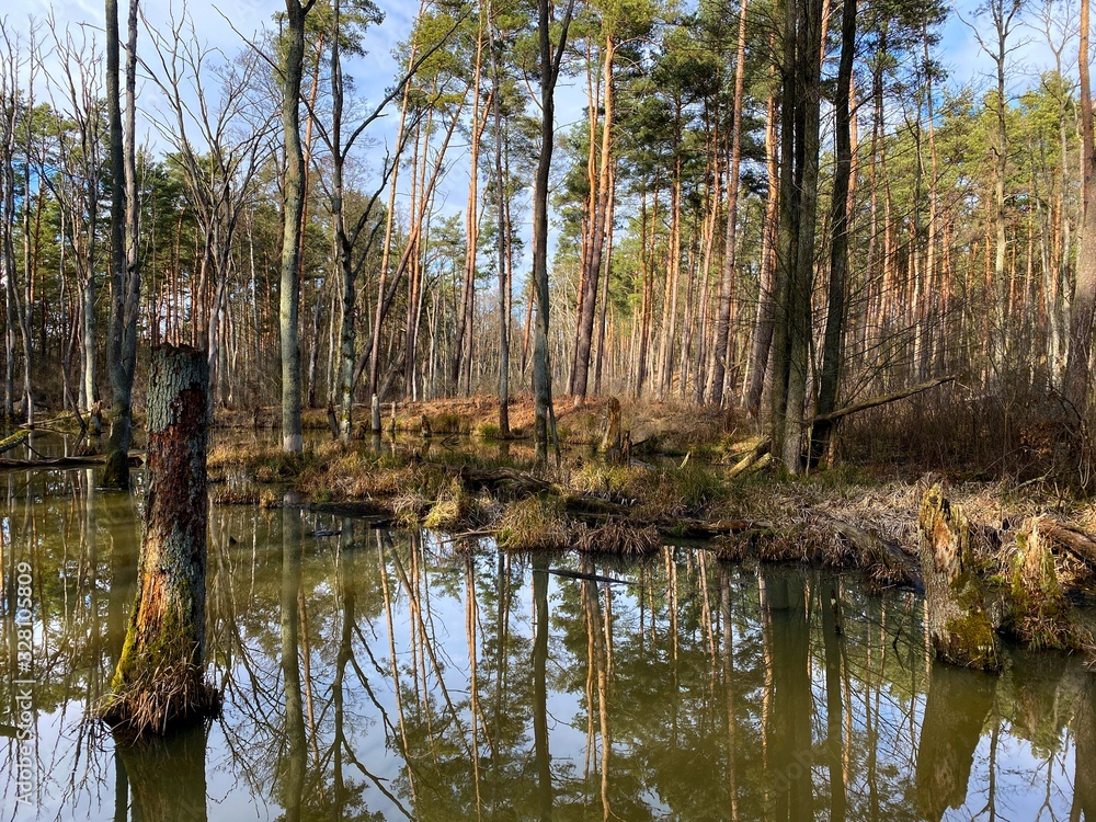 backwaters in the woods, pond in the woods, beaver grounds backwaters in the woods, pond in the woods, beaver grounds