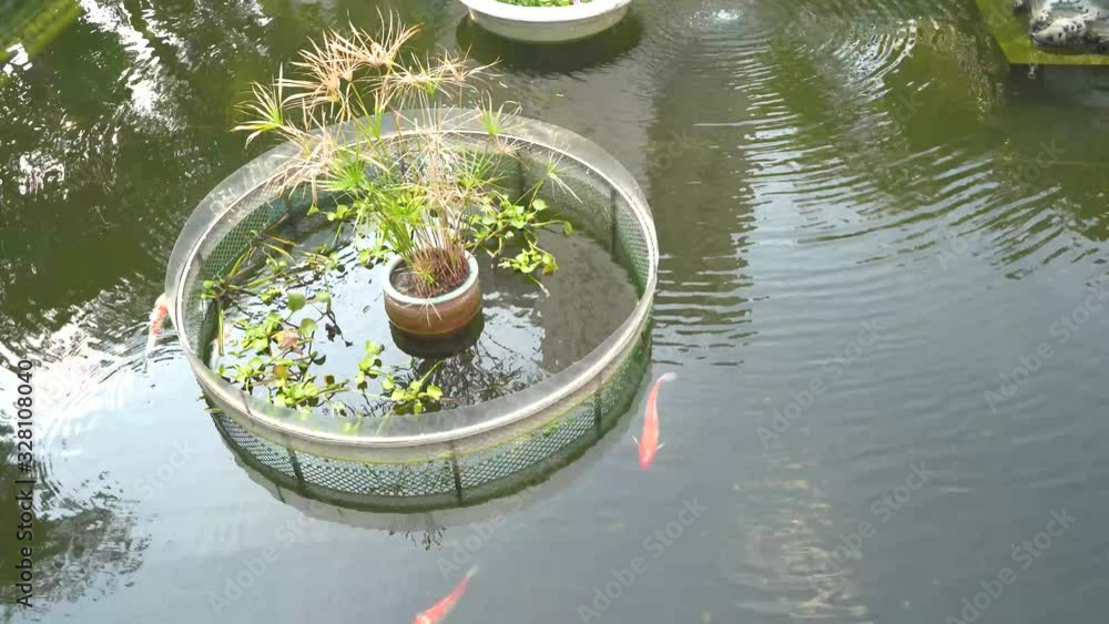 Koi pond Swimming slowly in Hong Kong, China Koi pond Swimming slowly in Hong Kong, China