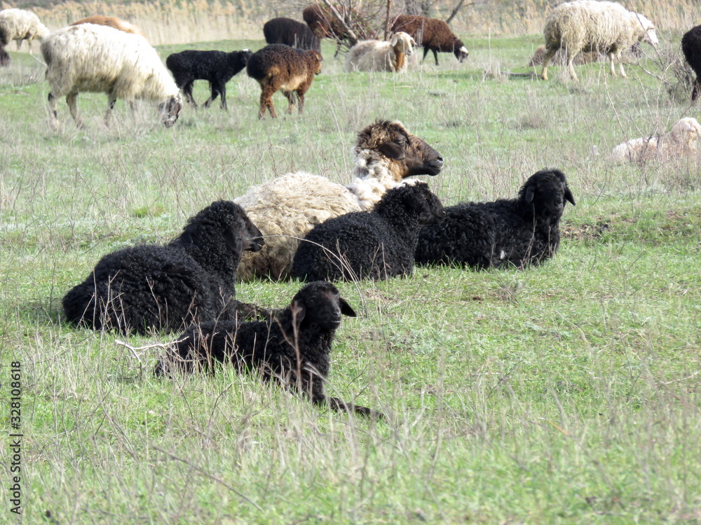 Leisurely rest of the sheep on the pasture Leisurely rest of the sheep on the pasture