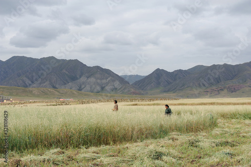 Harvesting Tibetan Barleys Before Heavy Rain in Gannan Tibetan Autonomous Prefecture, Gansu Province, China in October 2016