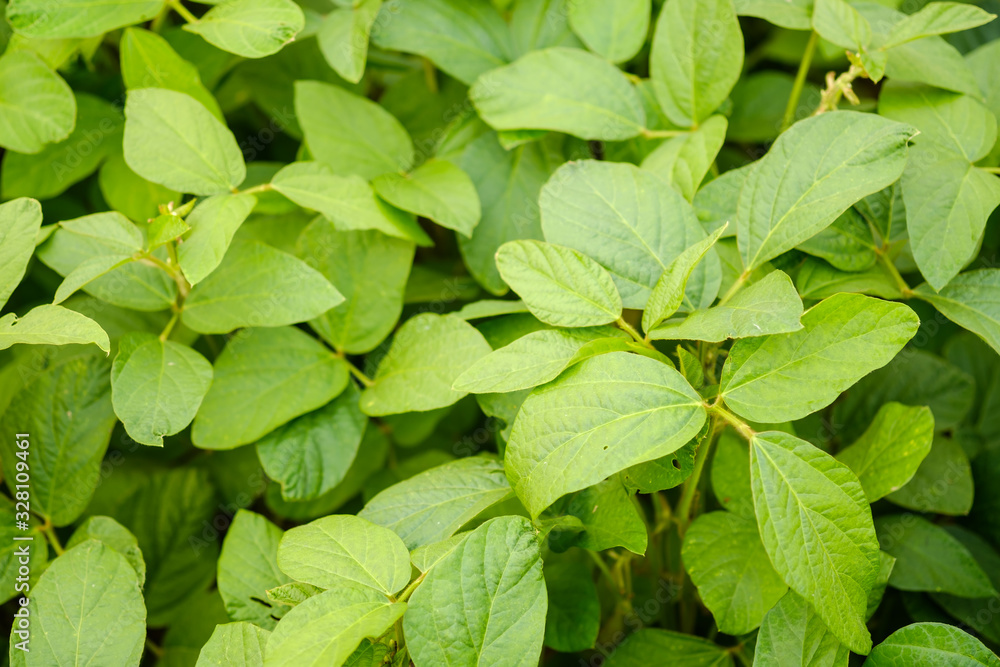 The soybean plant is not yet fully grown. The soybean plant is not yet fully grown.