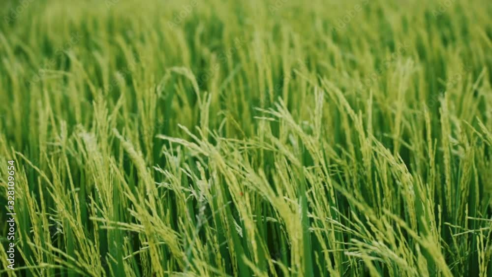 View green rice field with the wind blowing View green rice field with the wind blowing