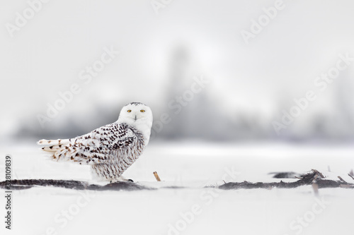 Female snow owl 