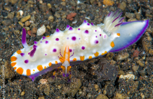 Nudibranch - Mexichromis multituberculata with Zenopontonia rex (Emperor Shrimp). Symbiosis in the underwater world. Macro photography. Diving in Tulamben, Bali, Indonesia.