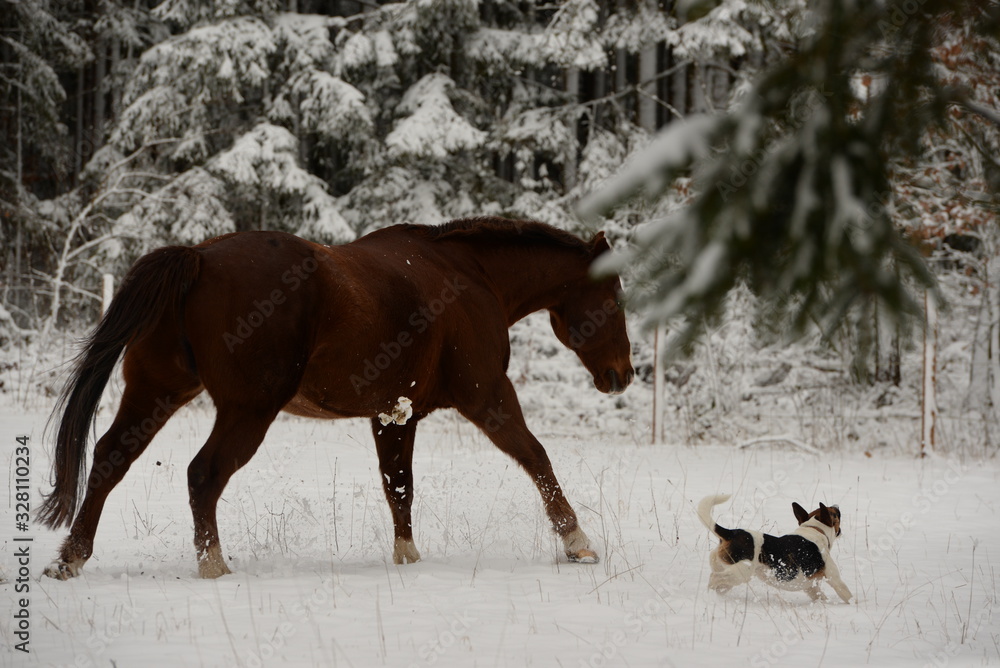 Jagdhund. Braunes Pferd jagt kleinen Hund Jagdhund. Braunes Pferd jagt kleinen Hund