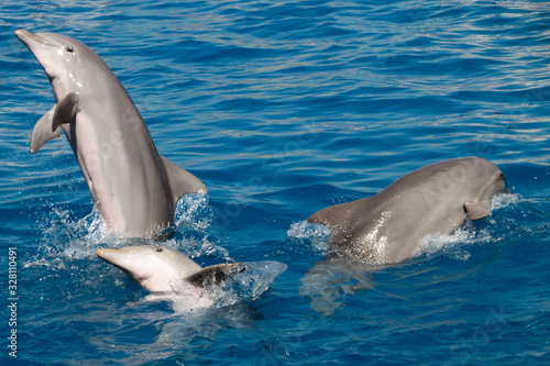 Tres delfines saltando