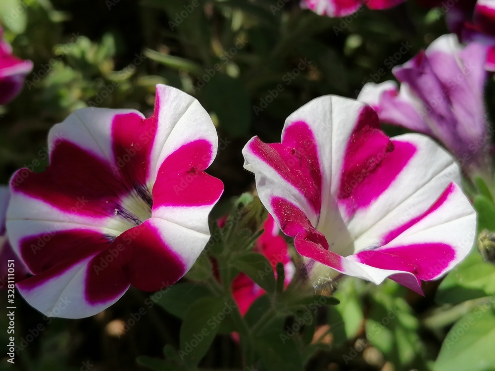 Flor petunia hybrida en el parque de Lepe provincia de Huelva España Flor petunia hybrida en el parque de Lepe provincia de Huelva España